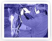 Equine Bowen Therapy having a calming effect